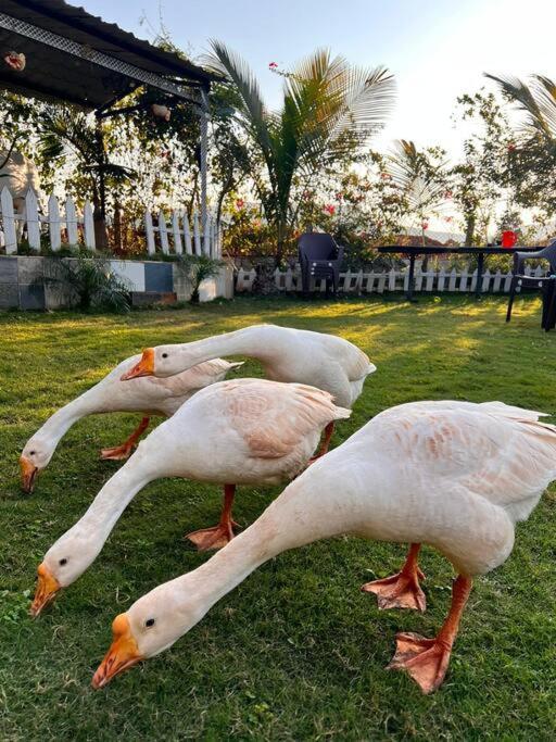 Saifarms Private Farmhouse Between Pune & Lonavala Nethersole Dam Buitenkant foto